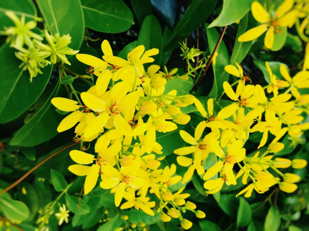 シンガポール庭の黄色い花