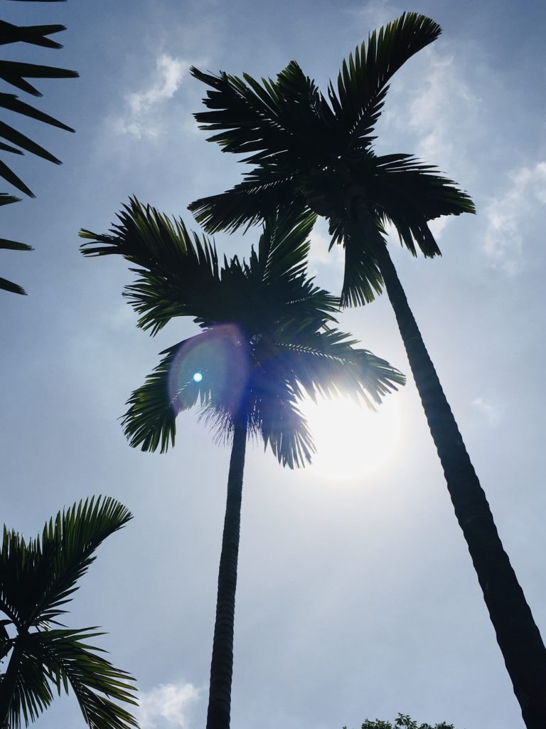 シンガポール夕日と椰子の木